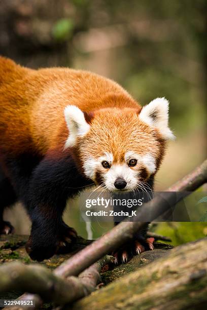gros plan de petit panda sur tree - espèces menacées photos et images de collection