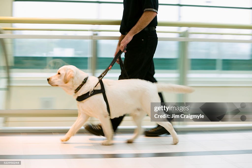 Guide Dog Leading Owner