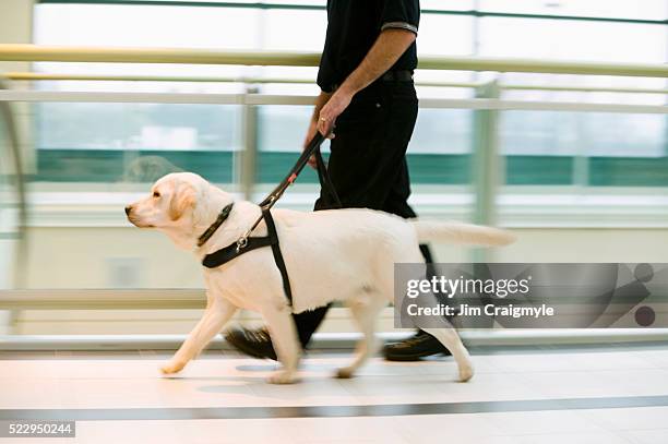 guide dog leading owner - 盲導犬 ストックフォトと画像