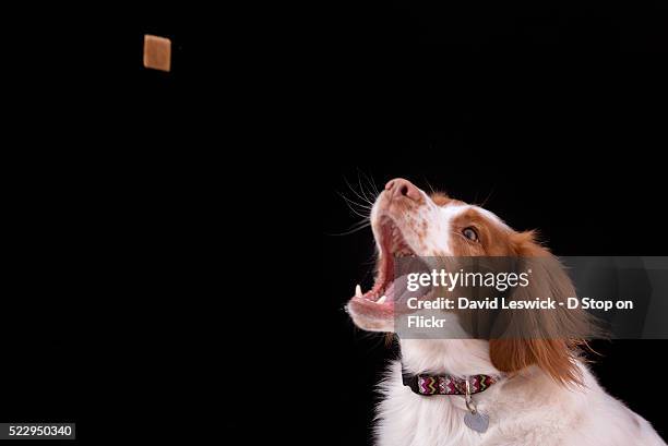 catching the treat - catching food stock pictures, royalty-free photos & images