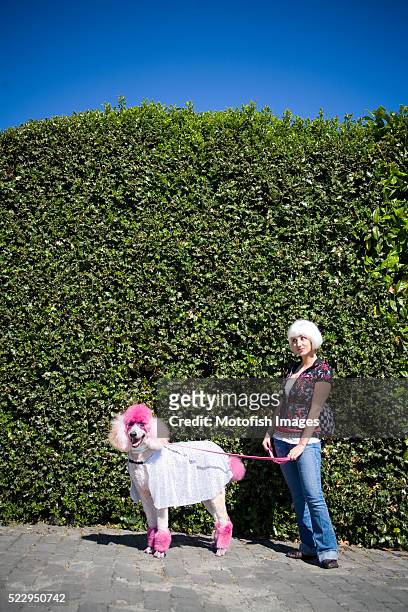 woman with standard poodle - standard poodle foto e immagini stock