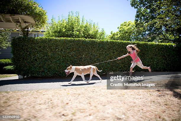 young girl being pulled down sidewalk by american staffordshire terrier - pull foto e immagini stock