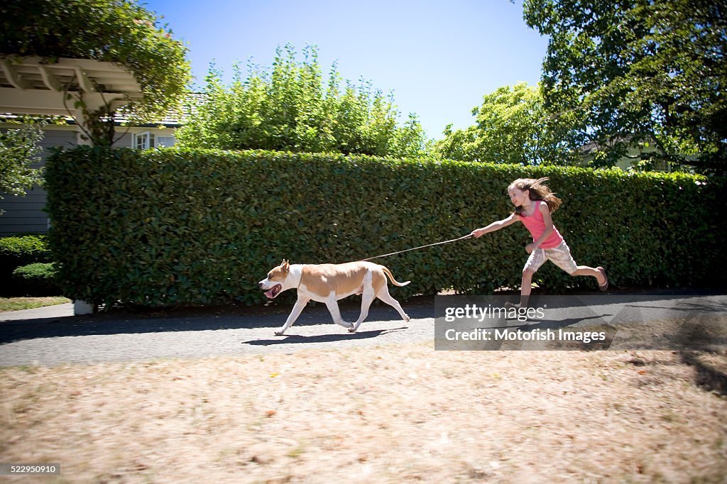 Young Girl Being Pulled Down Sidewalk by American Staffordshire Terrier