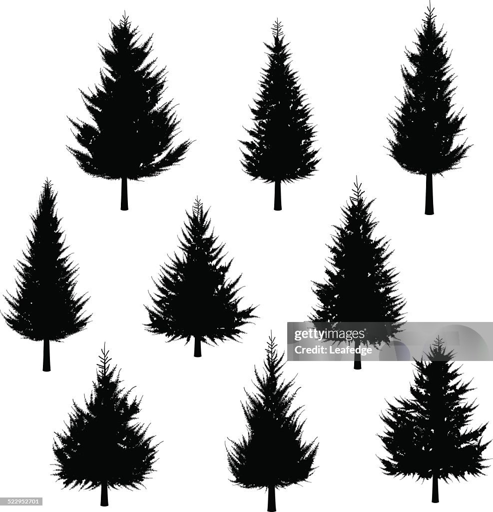 Fir tree silhouette[for Christmas tree]