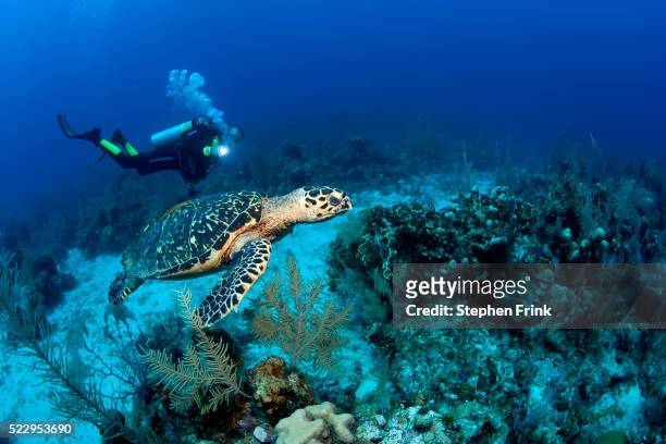 scuba diver and hawksbill turtle - grand cayman islands foto e immagini stock