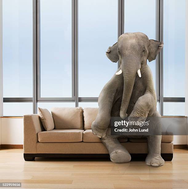 elephant in the room - elephant funny stock pictures, royalty-free photos & images