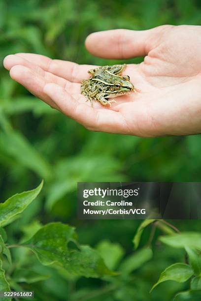 man holding frog - woman frog hand stockfoto's en -beelden