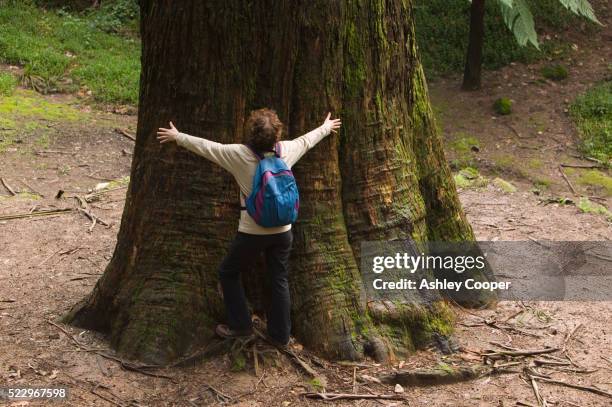 woman hugging tasmanian eucalyptus tree - tasmanian tourist destinations stock pictures, royalty-free photos & images