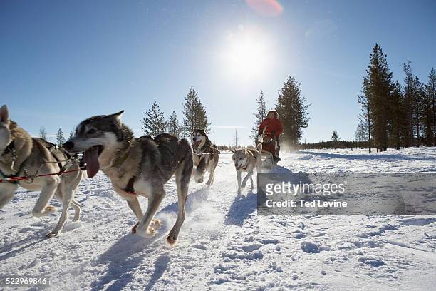 sled dogs running on trail - huskies stock-fotos und bilder