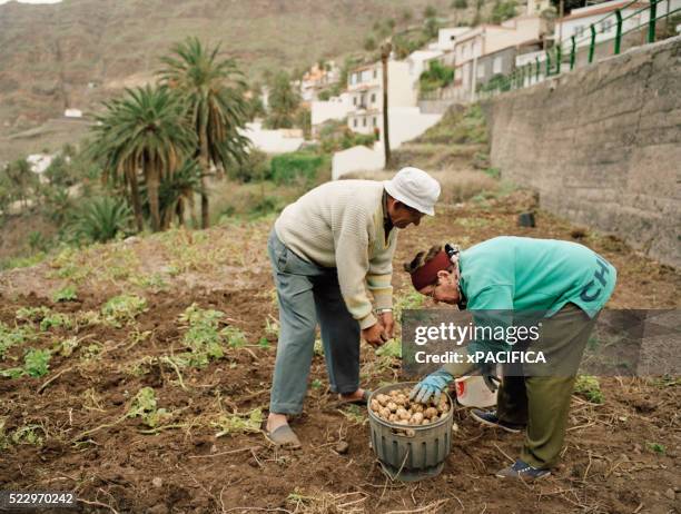 elderly couple gathering potatoes on la gomera - gomera bildbanksfoton och bilder