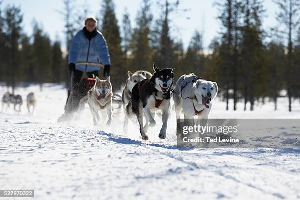 woman dog sledding - sled dog stock pictures, royalty-free photos & images