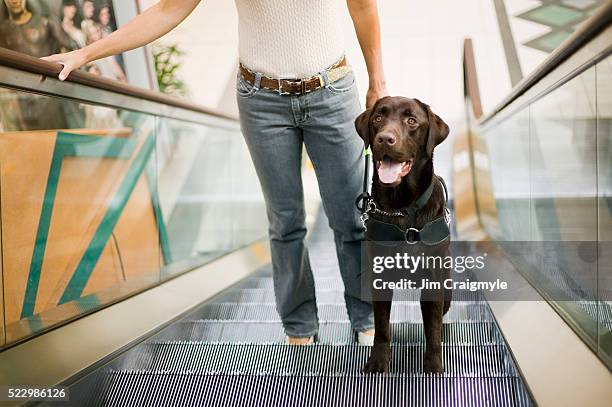 guide dog with owner on escalator - guide dog stock pictures, royalty-free photos & images