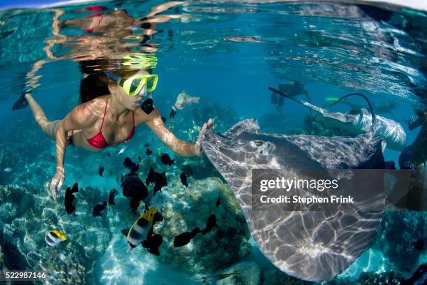 snorkeler and tahitian stingrays (himantura fai) - moorea stock pictures, royalty-free photos & images