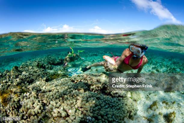 snorkelers investigate a conch shell off grand cayman's east end - grand cayman islands foto e immagini stock