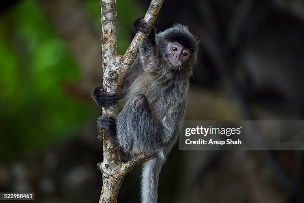 silvered or silver-leaf langur juvenile - silvered leaf monkey bildbanksfoton och bilder