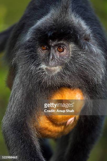 silvered or silver-leaf langur female and baby - silvered leaf monkey ストックフォトと画像