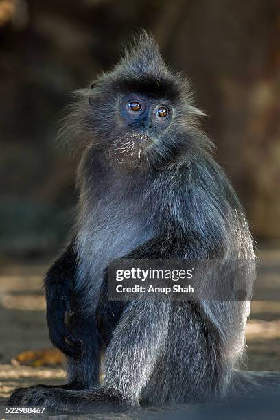 silvered or silver-leaf langur sitting portrait - silvered leaf monkey stock-fotos und bilder