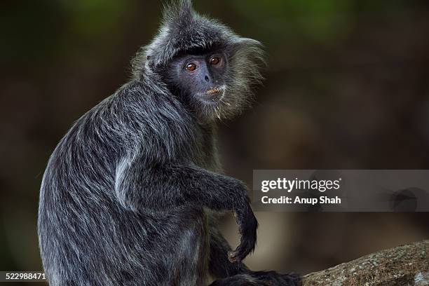 silvered or silver-leaf langur sitting portrait - silvered leaf monkey stock pictures, royalty-free photos & images