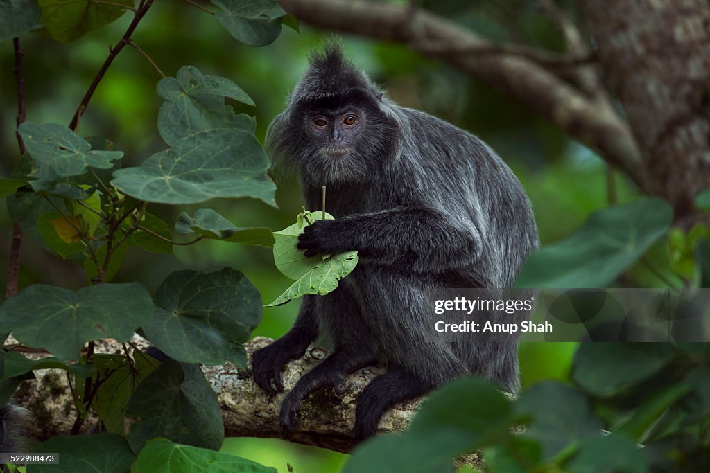 Silvered or silver-leaf langur juvenile feeding