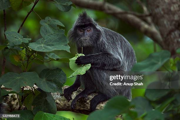 silvered or silver-leaf langur juvenile feeding - silvered leaf monkey stock pictures, royalty-free photos & images