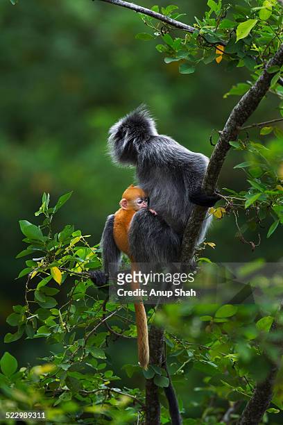 silvered or silver-leaf langur female and baby - silvered leaf monkey stock pictures, royalty-free photos & images