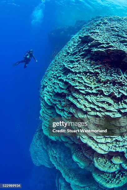 diver near a large pristine lettuce coral head at daedalus reef marine preserve - lettuce coral stock pictures, royalty-free photos & images