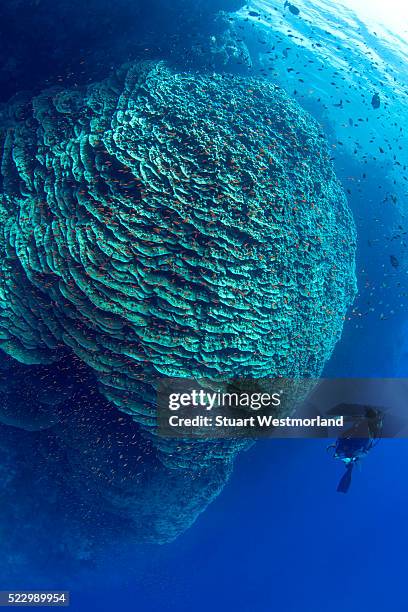 diver near a large pristine lettuce coral head at daedalus reef marine preserve - tiefseetauchen stock-fotos und bilder