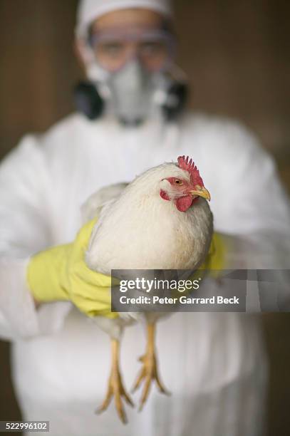 bird flu - vogelpestvirus stockfoto's en -beelden