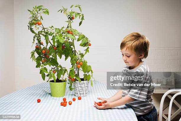 boy holding tomatoes on table - white van profile stock pictures, royalty-free photos & images