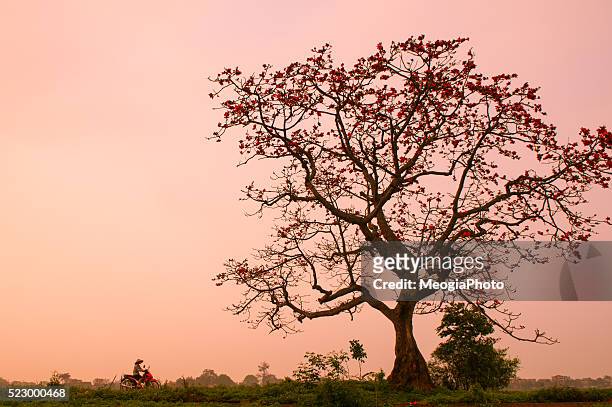 a woman ride bicycle near bombax ceiba tree in the field - nation of islam fotografías e imágenes de stock