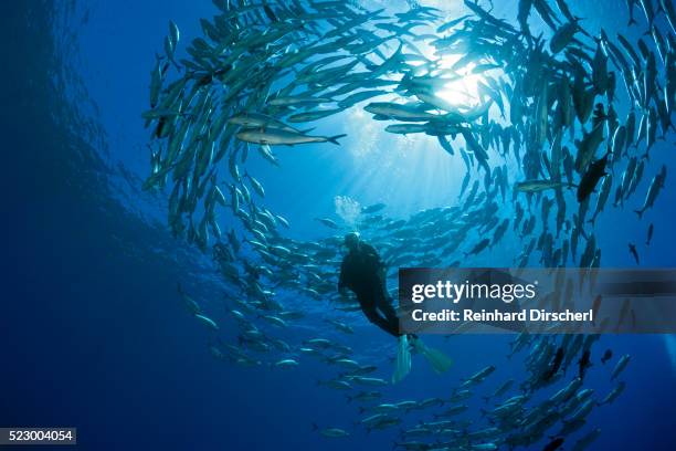 diver and shoal of bigeye trevally, solomon islands - plongée sous marine autonome photos et images de collection