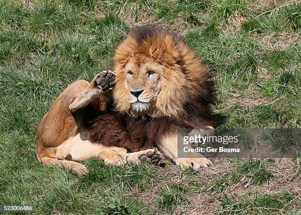 african lion cleaning fur - penis humour photos et images de collection