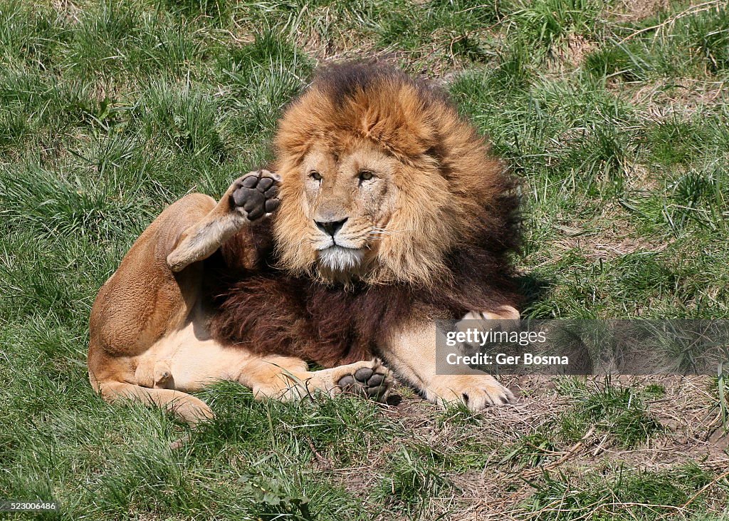 African Lion Cleaning Fur