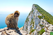 Famous Gibraltar Barbary Ape sitting on rock