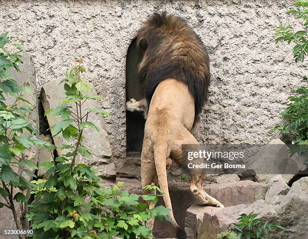 knock knock, who's there? lion! - hairy back man stockfoto's en -beelden