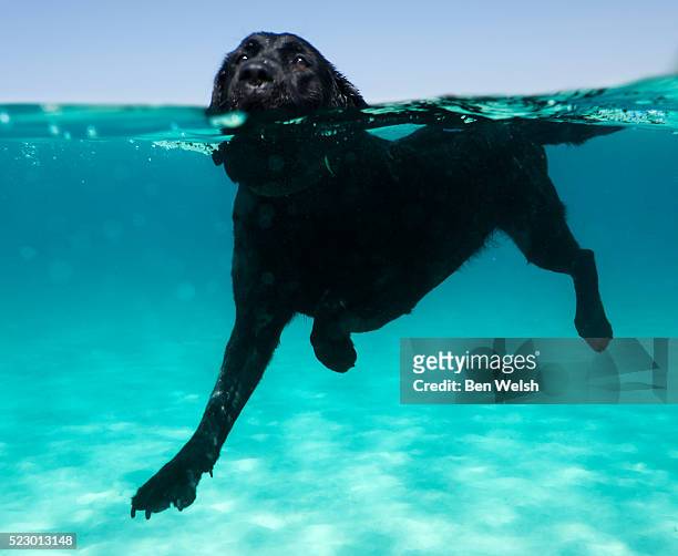 dog swimming, underwater photo - dog swimming stock pictures, royalty-free photos & images