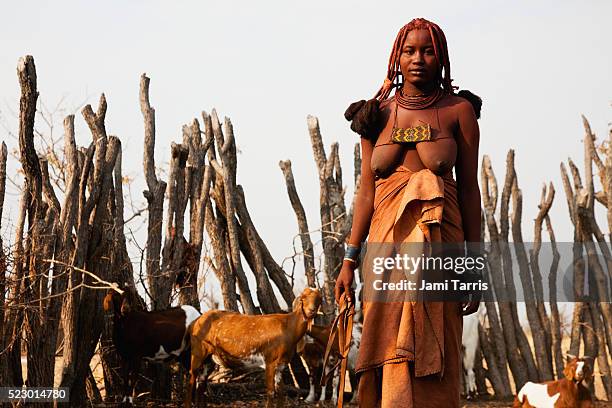 a himbia girl stands in front of her goats - kaokoveld stock pictures, royalty-free photos & images