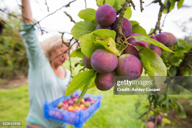 a woman picking plums growing in an orchard near pershore, vale of evesham, worcestershire, uk. - rijp stockfoto's en -beelden