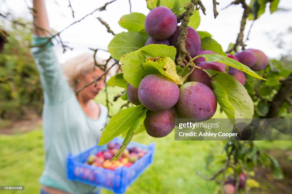 A woman picking Plums growing in an orchard near Pershore, Vale of Evesham, Worcestershire, UK.