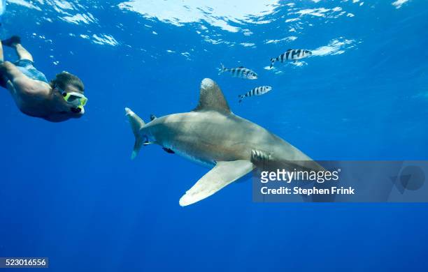 snorkeling with oceanic whitetip shark - countershading stock-fotos und bilder
