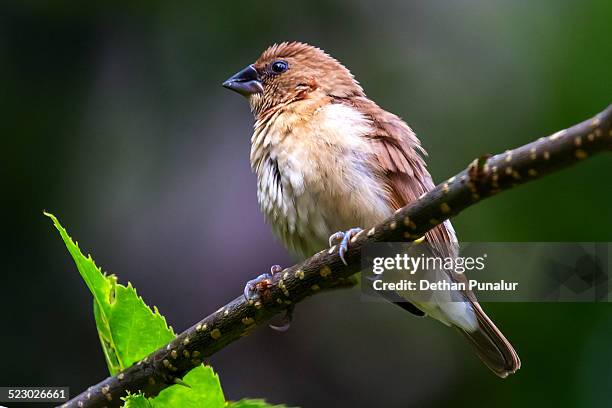 indian silverbill (lonchura malabarica), - malabarica stock pictures, royalty-free photos & images