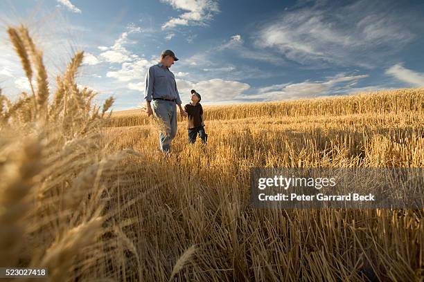 father and son in field - bauer stock-fotos und bilder