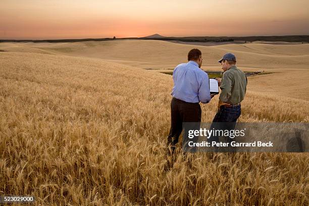 farmer and grain buyer - agriculture business foto e immagini stock