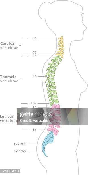 spine diagram - human vertebra 幅插畫檔、美工圖案、卡通及圖標