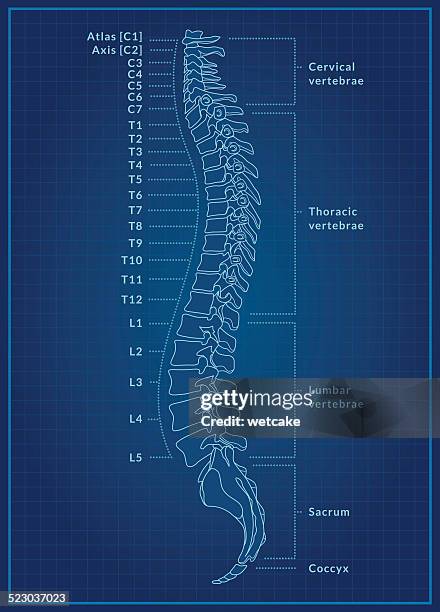 illustrazioni stock, clip art, cartoni animati e icone di tendenza di spina dorsale umana cianografia - vertebrae
