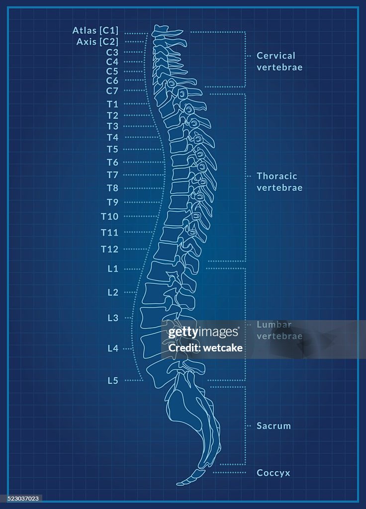 Human Spine Blueprint