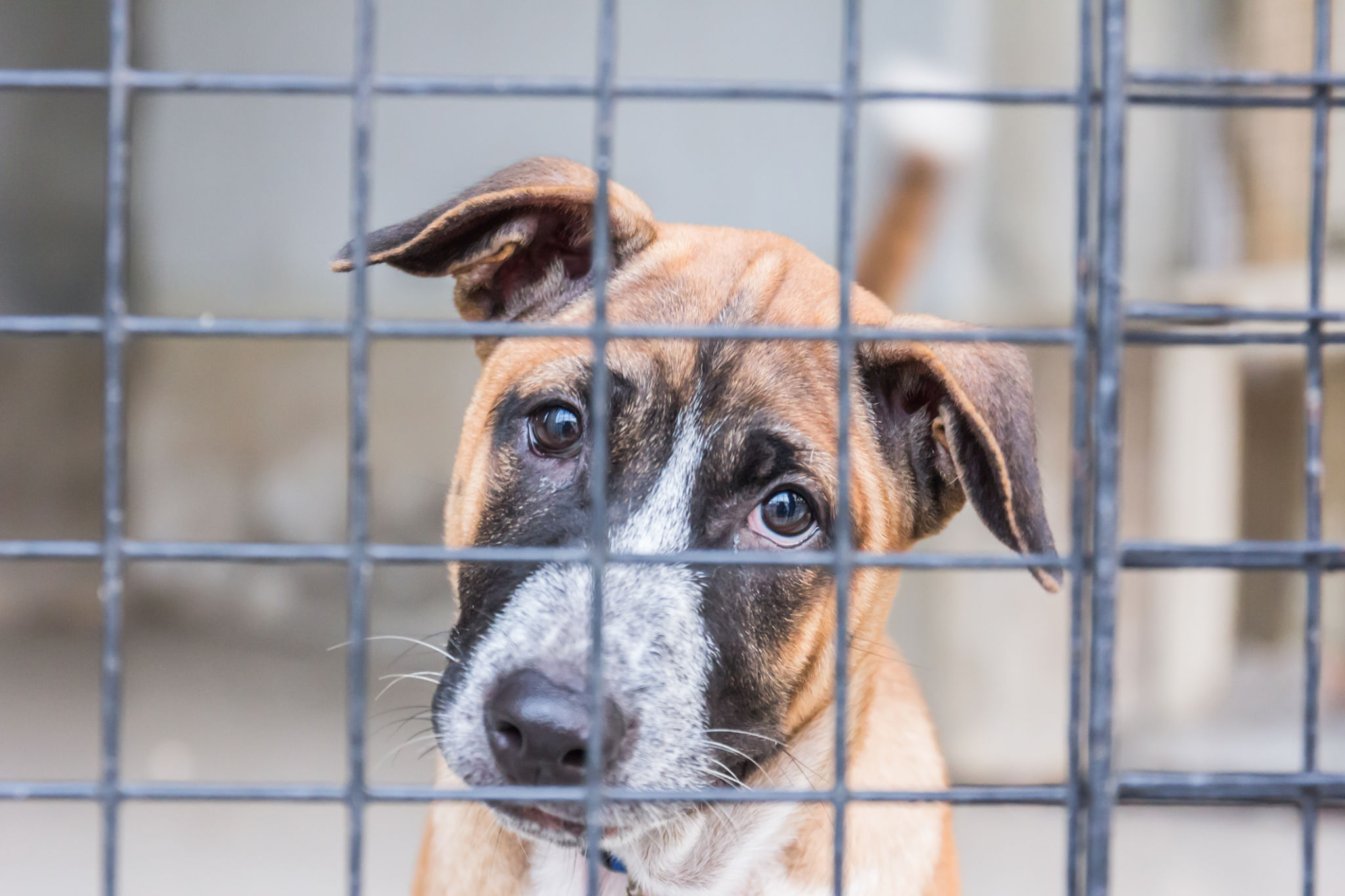 dog cage