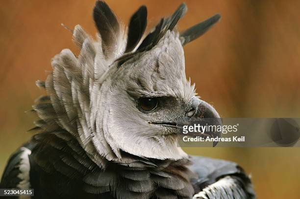 harpy eagle -harpia harpyja-, portrait, in an enclosure - harpy eagle - fotografias e filmes do acervo