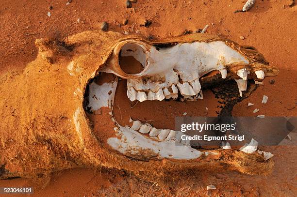 skull of a camel, acacus mountains or tadrart acacus range, tassili najjer national park, unesco world heritage site, algeria, sahara, north africa - dead camel stock pictures, royalty-free photos & images