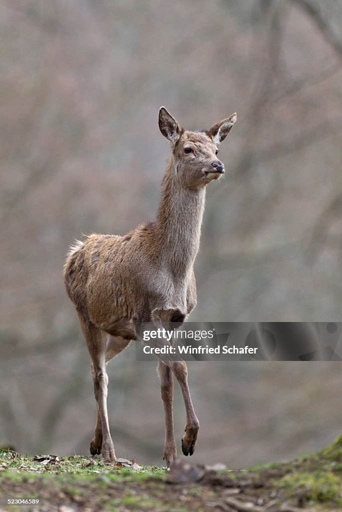 Red deer -Cervus elaphus-, female